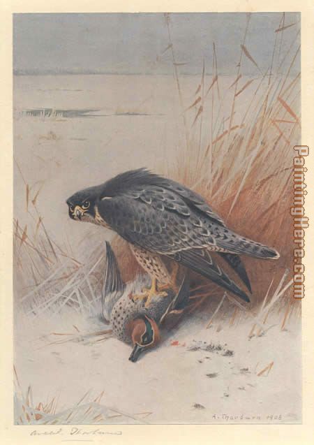 Peregrine Falcon on Teal painting - Archibald Thorburn Peregrine Falcon on Teal art painting